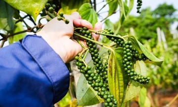 Xuất khẩu hồ tiêu tăng cả sản lượng và giá trị trong 2 tháng