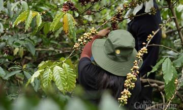 Giá cà phê hôm nay 23/3/2026: Tăng nhẹ 500 - 700 đồng/kg