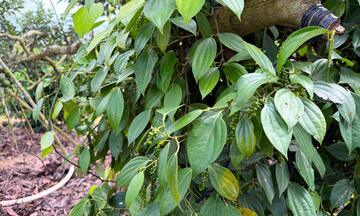 Giá tiêu hôm nay 23/3/2026: Cao nhất 136.000 đồng/kg