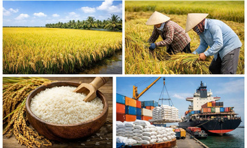 Bộ Công Thương tổ chức hội nghị thúc đẩy xuất khẩu gạo năm 2026