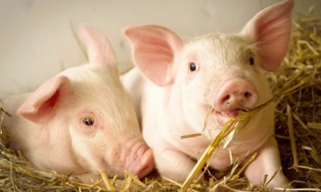 Giá heo hơi hôm nay 25/3/2026: Tiếp tục giảm sâu tại miền Bắc