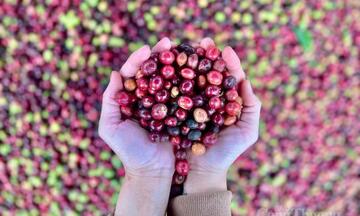 Giá cà phê hôm nay 25/3/2026: Giảm nhẹ 400 - 500 đồng/kg