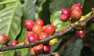 Giá cà phê Arabica vượt 7.000 USD/tấn, áp lực nguồn cung chưa hạ nhiệt