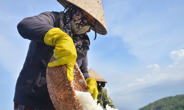 Quảng Ngãi: Giá muối tăng kỷ lục, diêm dân Sa Huỳnh phấn khởi