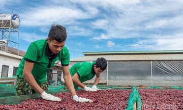 Giá cà phê hôm nay 26/3/2026: Tăng nhẹ 500 - 600 đồng/kg