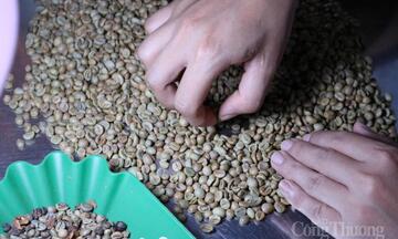 Giá cà phê hôm nay 27/3/2026: Giảm 800 - 1.000 đồng/kg