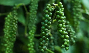 Gia vị Việt Nam mở rộng dư địa tại thị trường Thụy Điển