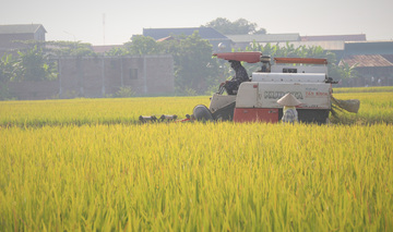 Cạnh tranh xuất khẩu gia tăng, gạo Việt chuyển sang 'xanh'