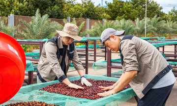 Gia Lai tìm đường thoát 'bẫy xuất thô', hướng tới thủ phủ Robusta xanh