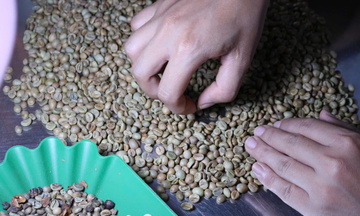 Giá cà phê hôm nay 2/4/2026: Trên đà hồi phục, tăng 1.700 đồng/kg