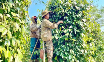 Hồ tiêu xanh Gia Lai được giá, người trồng đỏ mắt tìm nhân công thu hoạch