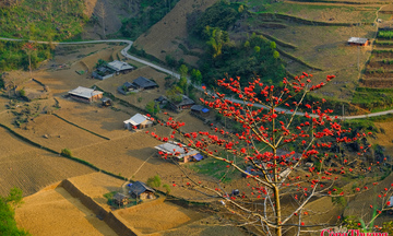 Rực rỡ mùa hoa Mộc miên trên cao nguyên đá Tuyên Quang