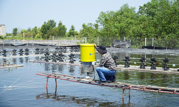 Nuôi trồng thủy sản tại hồ chứa: Khai mở dư địa xuất khẩu