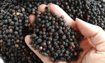 2 tháng năm 2026, xuất khẩu hạt tiêu tăng mạnh