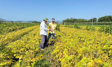 Quảng Ngãi: Trồng đậu nành theo chuỗi liên kết, nông dân khấm khá