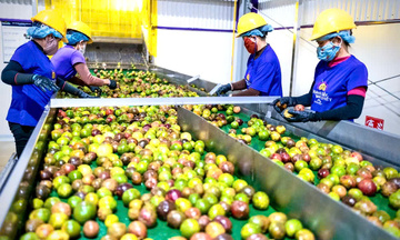 Chanh dây Gia Lai định hình chuỗi liên kết, mở rộng xuất khẩu