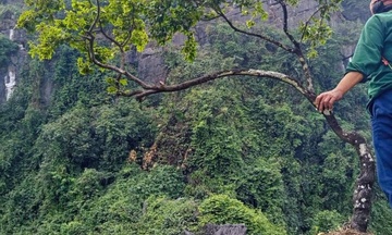 Siết khai thác trái phép cây muội hồng từ rừng tự nhiên