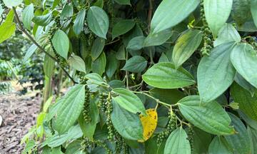 Giá tiêu hôm nay 5/4/2026: Dao động từ 138.000 - 139.000 đồng/kg