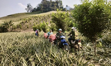 Mùa dứa ngọt trên đất Pú Nhung và hành trình thoát nghèo