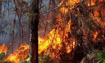 Tháng tư nắng đỉnh điểm, cảnh báo cháy rừng cấp V trên diện rộng