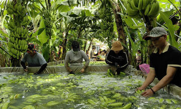 Đồng Nai đứng đầu về xuất khẩu chuối, sản lượng đạt trên 700.000 tấn/năm