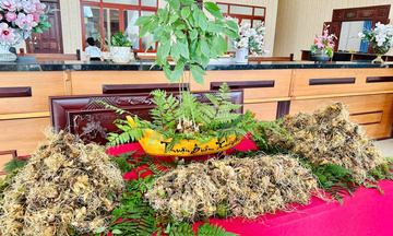 Hành trình nâng tầm 'quốc bảo sâm Việt' sắp khởi động tại Gia Lai