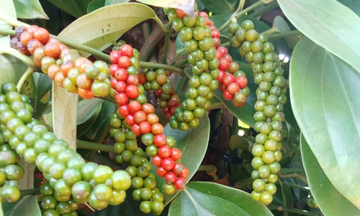 Nguồn cung thắt chặt, thị trường hồ tiêu 2026 áp lực tăng giá
