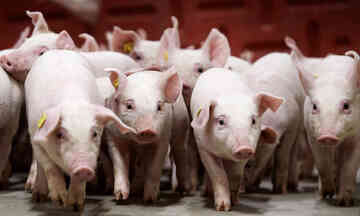 Giá heo hơi hôm nay 8/4/2026: Miền Trung tăng đến 2.000 đồng/kg