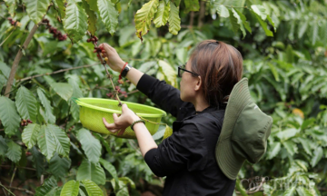 Giá cà phê hôm nay 8/4/2026: Trong nước 'lặng sóng'