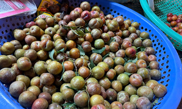 Mận hậu Sơn La đầu mùa hút khách dù giá cao