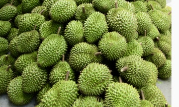 Vĩnh Long chuẩn hóa vùng trồng sầu riêng, mở rộng thị trường xuất khẩu