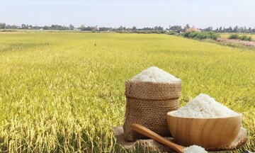 Giá lúa gạo hôm nay ngày 9/4: Lúa tươi tiếp đà tăng nhẹ