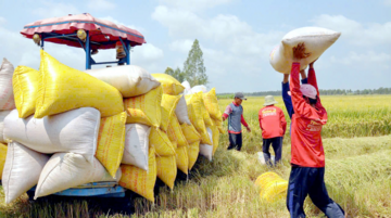 Philippines điều tra tự vệ gạo nhập khẩu, thương vụ khuyến nghị doanh nghiệp