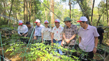 Theo dấu 'quốc bảo sâm Việt' trên đỉnh Ngọc Linh