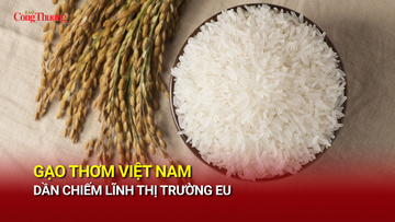 Gạo thơm Việt Nam dần chiếm lĩnh thị trường EU