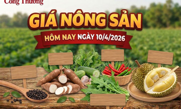 Giá nông sản hôm nay 10/4: Giá sắn tươi tăng mạnh; giá ớt giảm kỷ lục