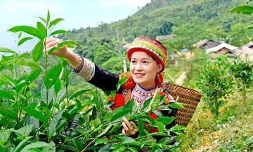 Tín hiệu tích cực cho chè Việt Nam tại thị trường Mỹ