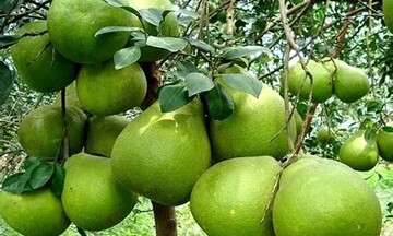 Trái bưởi Việt Nam chính thức được mở cửa vào thị trường Australia