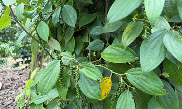 Giá tiêu hôm nay 10/4/2026: Cao nhất 139.000 đồng/kg