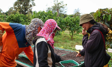 Giá cà phê hôm nay 12/4/2026: Tăng nhẹ 200 - 300 đồng/kg