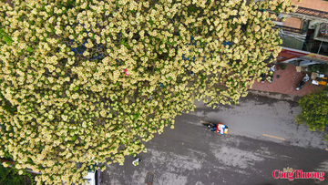 Mùa hoa bún nở rộ bên giếng làng cổ giữa lòng Thủ đô