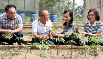 Sâm Ngọc Linh Sơn La: Từ ‘quốc bảo’ đến sinh kế bền vững