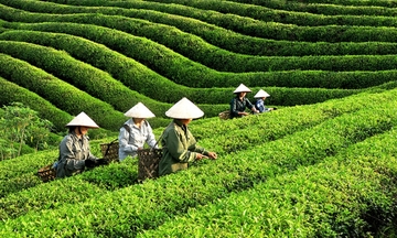 Quý I/2026, giá chè xuất khẩu tăng mạnh