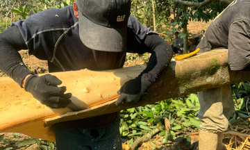 Quảng Ngãi: Mùa quế Trà Bồng và bài toán nâng giá trị sản phẩm