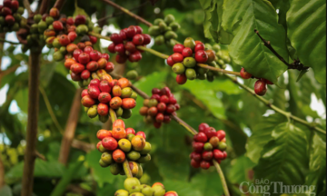 Giá cà phê hôm nay 14/4/2026: Tăng nhẹ 300 đồng/kg