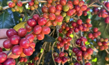 Quý I/2026, xuất khẩu cà phê của Việt Nam tăng trở lại