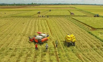 Hiệu quả từ đề án 1 triệu ha lúa chất lượng cao: Nâng giá trị, đổi tư duy
