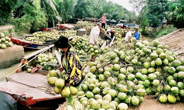 Vĩnh Long hướng tới mục tiêu xuất khẩu tỷ USD từ dừa