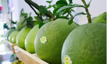 Chính thức mở cửa thị trường Trung Quốc cho quả bưởi, chanh Việt Nam