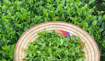  Ba Lan cảnh báo về chất lượng và nhãn mác đối với sản phẩm trà